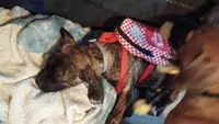 Little girl, a female American Staffordshire Terrier for sale in Rochester, WA – 7 of 10