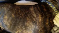 Baby, a female American Staffordshire Terrier for sale in Rochester, WA – 6 of 8