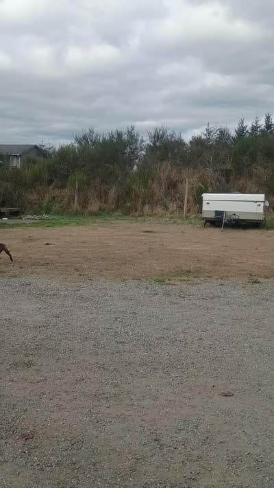 Puppy, a female American Staffordshire Terrier for sale in Rochester, WA – 10 of 10
