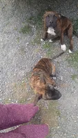 Little girl, a female American Staffordshire Terrier for sale in Rochester, WA – 9 of 10