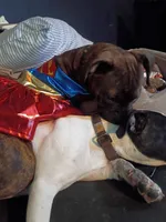 Puppy, a female American Staffordshire Terrier for sale in Rochester, WA – 8 of 10