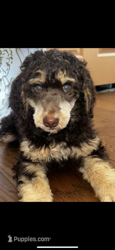 Oscar valentine special 