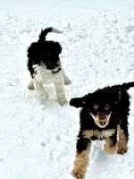Oscar valentine special , a male Poodle - Standard  for sale in Pilot Mountain, NC – Photo 9 of 9