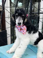 Sierra valentine special , a female Poodle - Standard  for sale in Pilot Mountain, NC – Photo 10 of 10