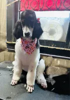 Sierra valentine special , a female Poodle - Standard  for sale in Pilot Mountain, NC – Photo 3 of 10