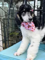 Sierra valentine special , a female Poodle - Standard  for sale in Pilot Mountain, NC – Photo 9 of 10