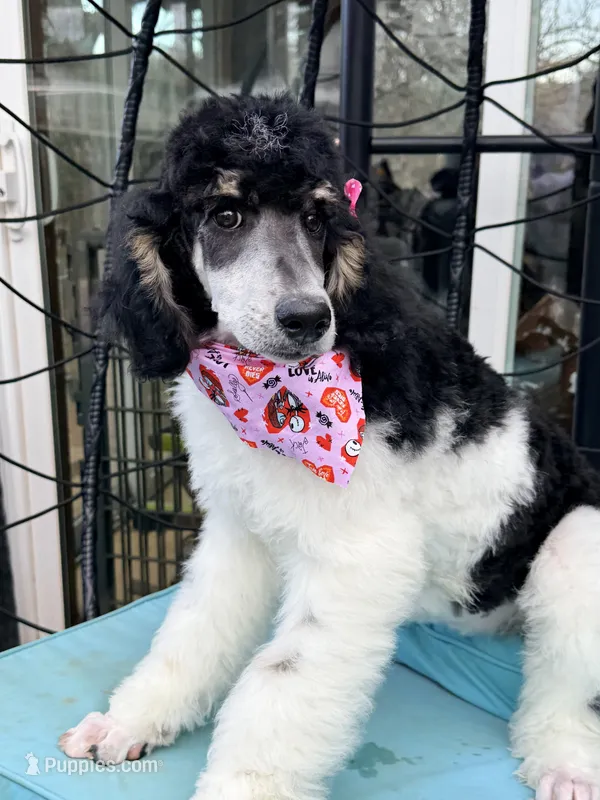 Sierra valentine special 