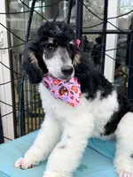 Sierra valentine special , a female Poodle - Standard  for sale in Pilot Mountain, NC – Photo 1 of 10
