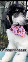 Sierra valentine special , a female Poodle - Standard  for sale in Pilot Mountain, NC – Photo 5 of 10