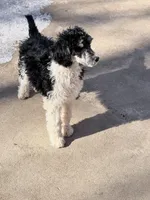 Sierra valentine special , a female Poodle - Standard  for sale in Pilot Mountain, NC – Photo 8 of 8