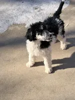 Sierra valentine special , a female Poodle - Standard  for sale in Pilot Mountain, NC – Photo 7 of 8
