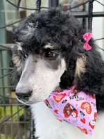 Sierra valentine special , a female Poodle - Standard  for sale in Pilot Mountain, NC – Photo 8 of 10