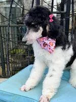Sierra valentine special , a female Poodle - Standard  for sale in Pilot Mountain, NC – Photo 2 of 10