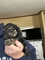 Sierra, a female Poodle - Multi-Colored Standard and Poodle - Standard  for sale in Pilot Mountain, NC – Photo 7 of 10