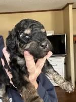 Sierra, a female Poodle - Multi-Colored Standard and Poodle - Standard  for sale in Pilot Mountain, NC – Photo 9 of 10