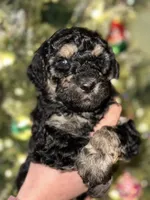 Sierra, a female Poodle - Multi-Colored Standard and Poodle - Standard  for sale in Pilot Mountain, NC – Photo 2 of 10