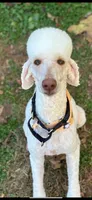 Sierra, a female Poodle - Multi-Colored Standard and Poodle - Standard  for sale in Pilot Mountain, NC – Photo 10 of 10