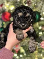Sierra, a female Poodle - Multi-Colored Standard and Poodle - Standard  for sale in Pilot Mountain, NC – Photo 3 of 10
