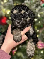 Sierra, a female Poodle - Multi-Colored Standard and Poodle - Standard  for sale in Pilot Mountain, NC – Photo 4 of 10