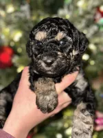 Sierra, a female Poodle - Multi-Colored Standard and Poodle - Standard  for sale in Pilot Mountain, NC – Photo 1 of 10