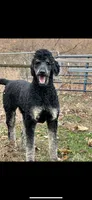 Sierra, a female Poodle - Multi-Colored Standard and Poodle - Standard  for sale in Pilot Mountain, NC – Photo 8 of 10