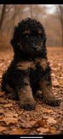 Charlie, a female Poodle - Standard  for sale in Pilot Mountain, NC – Photo 2 of 7