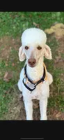 Charlie, a female Poodle - Standard  for sale in Pilot Mountain, NC – Photo 6 of 7
