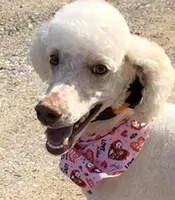 Solstice , a female Poodle - Standard  for sale in Pilot Mountain, NC – Photo 1 of 10