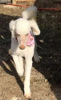 Solstice , a female Poodle - Standard  for sale in Pilot Mountain, NC – Photo 3 of 10