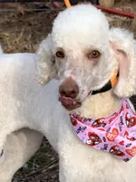 Solstice , a female Poodle - Standard  for sale in Pilot Mountain, NC – Photo 5 of 10