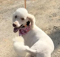 Solstice , a female Poodle - Standard  for sale in Pilot Mountain, NC – Photo 2 of 10