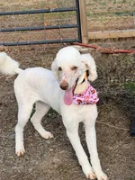 Solstice , a female Poodle - Standard  for sale in Pilot Mountain, NC – Photo 7 of 10