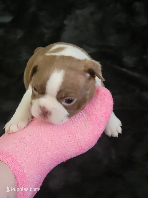 Kizzie Lu – Boston Terrier puppy for sale in Denton, TX