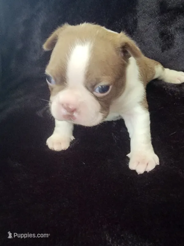 Kizzie Lu – Boston Terrier puppy for sale in Denton, TX