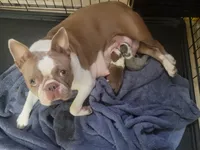 Kizzie Lu, a female Boston Terrier for sale in Denton, TX – 2 of 3