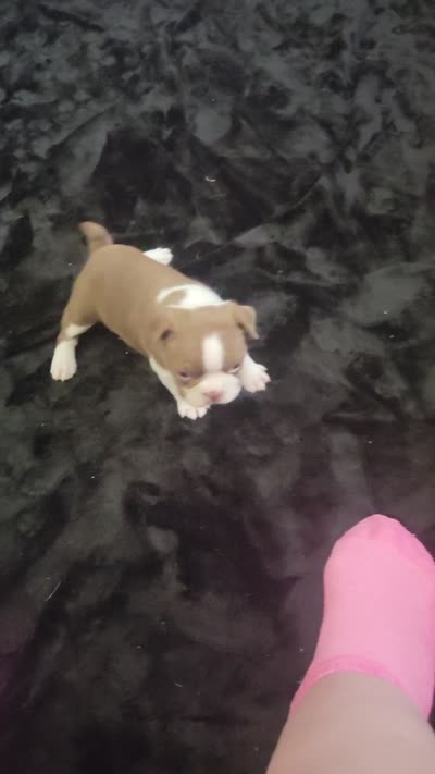 Kizzie Lu, a female Boston Terrier for sale in Denton, TX – 5 of 5