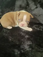 Kizzie Lu, a female Boston Terrier for sale in Denton, TX – 3 of 3