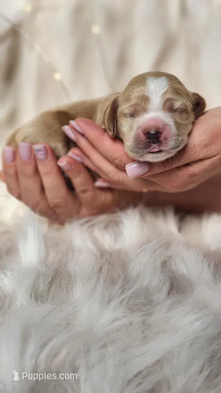 Bruno – Cocker Spaniel puppy for sale in Harrisonburg, VA