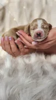 Bruno, a male Cocker Spaniel for sale in Harrisonburg, VA – 1 of 1