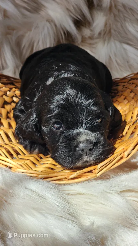Yellow  – Cocker Spaniel puppy for sale in Harrisonburg, VA