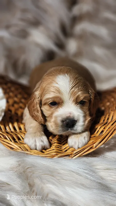 Black – Cocker Spaniel puppy for sale in Harrisonburg, VA