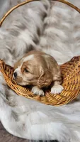Gray, a male Cocker Spaniel for sale in Harrisonburg, VA – 2 of 4