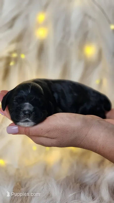 Rosy – Cocker Spaniel puppy for sale in Harrisonburg, VA