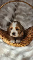 Blue, a male Cocker Spaniel for sale in Harrisonburg, VA – 3 of 4