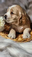 Green, a male Cocker Spaniel for sale in Harrisonburg, VA – 3 of 3