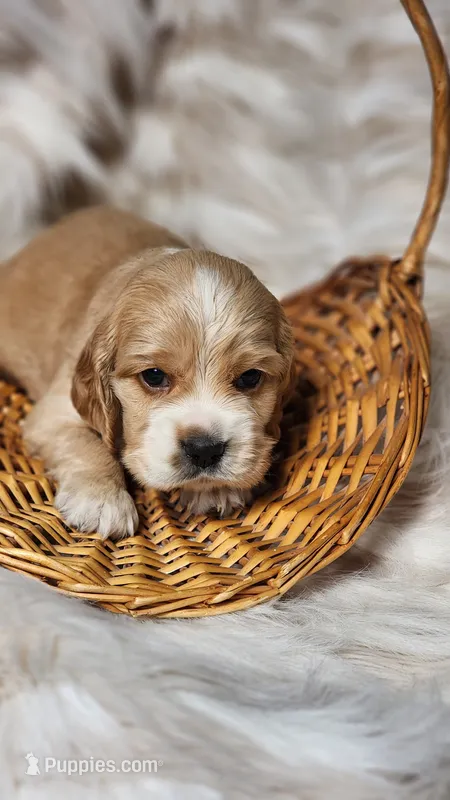 Gray – Cocker Spaniel puppy for sale in Harrisonburg, VA