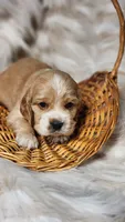 Gray, a male Cocker Spaniel for sale in Harrisonburg, VA – 1 of 4