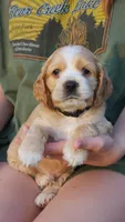 Milo, a male Cocker Spaniel for sale in Harrisonburg, VA – 1 of 5