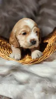 Green, a male Cocker Spaniel for sale in Harrisonburg, VA – 2 of 3