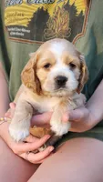 Milo, a male Cocker Spaniel for sale in Harrisonburg, VA – 2 of 5